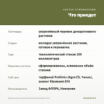 Аргирантемум Aramis Semi Double Chocolate (0,1л) — что приедет