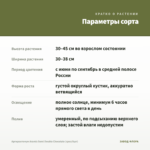 Аргирантемум Aramis Semi Double Chocolate (срез/5шт) — параметры сорта