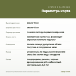 Аргирантемум Aramis Semi Double Chocolate (срез/5шт) — параметры сорта