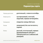 Аргирантемум Aramis Semi Double Lemon (0,1л) — параметры сорта