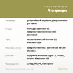 Аргирантемум Aramis Semi Double Lemon (0,1л) — что приедет