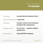Аргирантемум Aramis Semi Double Lemon (срез/5шт) — что приедет
