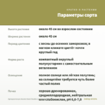 Аргирантемум Aramis Semi Double Lemon (срез/5шт) — параметры сорта