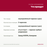 Аргирантемум Aramis Wine Red (срез/5шт) — что приедет