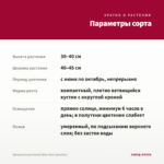 Аргирантемум Aramis Wine Red (срез/5шт) — параметры сорта