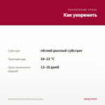 Аргирантемум Aramis Wine Red (срез/5шт) — как укоренить черенок