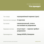 Аргирантемум Double Lemon (срез/5шт) — что приедет