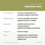 Аргирантемум Double Lemon (срез/5шт) — параметры сорта