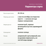 Аргирантемум Double Rose (0,1л) — параметры сорта