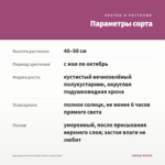 Аргирантемум Double Rose (срез/5шт) — параметры сорта