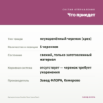 Аргирантемум Double Rose (срез/5шт) — что приедет