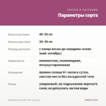 Аргирантемум Double Rose (срез/5шт) — параметры сорта