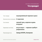 Аргирантемум Double Rose (срез/5шт) — что приедет