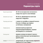 Аргирантемум LaRita Rose (0,1л) — параметры сорта