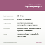 Аргирантемум LaRita Rose (срез/5шт) — параметры сорта