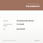 Аргирантемум LaRita Toffee (срез/5шт) — как укоренить черенок