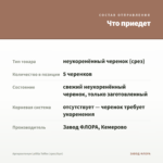 Аргирантемум LaRita Toffee (срез/5шт) — что приедет