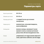 Аргирантемум LaRita Toffee (срез/5шт) — параметры сорта