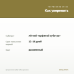 Аргирантемум LaRita Toffee (срез/5шт) — как укоренить черенок