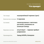 Аргирантемум LaRita Toffee (срез/5шт) — что приедет