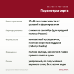 Аргирантемум Madeira Red (срез/5шт) — параметры сорта
