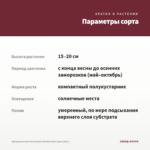Аргирантемум Percussion Double Red (срез/5шт) — параметры сорта