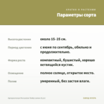 Аргирантемум Percussion Teddy Lemon (0,1л) — параметры сорта