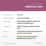 Аргирантемум Raspberry Ruffles (0,1л) — параметры сорта