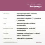 Аргирантемум Raspberry Ruffles (0,1л) — что приедет