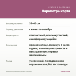 Аргирантемум Raspberry Ruffles (срез/5шт) — параметры сорта