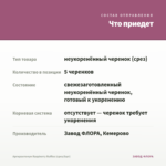 Аргирантемум Raspberry Ruffles (срез/5шт) — что приедет