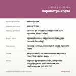 Аргирантемум Raspberry Ruffles (срез/5шт) — параметры сорта