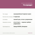 Аргирантемум Raspberry Ruffles (срез/5шт) — что приедет