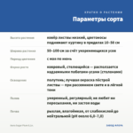 Аюга Sugar Plum 0,1л. — параметры сорта