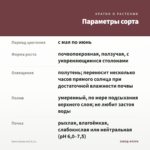 Аюга (живучка) 0,1л. — параметры сорта
