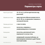 Аюга (живучка) 0,1л. — параметры сорта