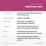 Бакопа Bahia Pink Sand (0,1л) — параметры сорта