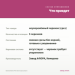 Бакопа Bahia Pink Sand (срезы/5шт) — что приедет