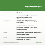 Бакопа Double Snowball White (срезы/5шт) — параметры сорта