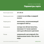 Бакопа Double Snowball White (срезы/5шт) — параметры сорта