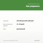 Бакопа Double Snowball White (срезы/5шт) — как укоренить черенок