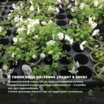 Бакопа Gulliver Blue Sensation (0,1л) — в таком виде растение уходит в заказ
