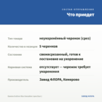 Бакопа Gulliver Blue Sensation (срез/5шт.) — что приедет