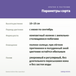 Бакопа Gulliver Blue (срез/5шт) — параметры сорта