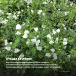 Бакопа Gulliver Dynamic White (срезы/5шт) — откуда растение: вертикальная ферма Завода ФЛОРА в Кемерово