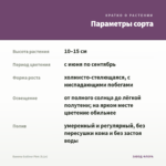 Бакопа Gulliver Pink (0,1л) — параметры сорта