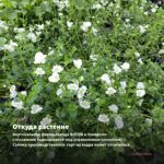 Бакопа Gulliver Pink Heart (0,1л) — откуда растение: вертикальная ферма Завода ФЛОРА в Кемерово