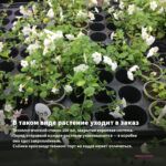 Бакопа Gulliver Pink Heart (0,1л) — в таком виде растение уходит в заказ