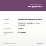 Бакопа Gulliver Pink (срезы/5шт) — как укоренить черенок