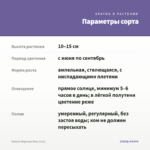 Бакопа Megaсopa Blue (0,1л) — параметры сорта